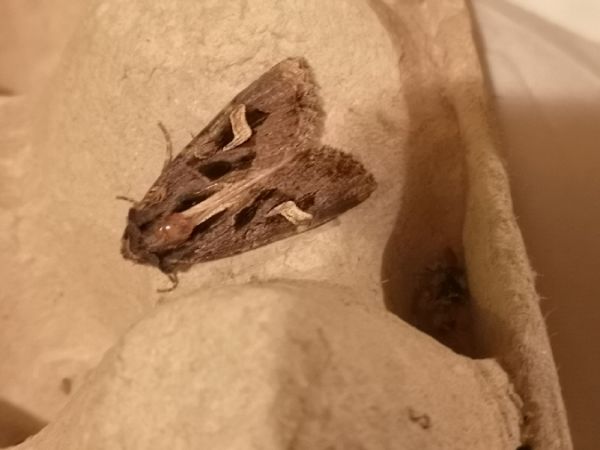 Trigonophora flammea  - Françoise Rauzieres (TGB-SSNTG)