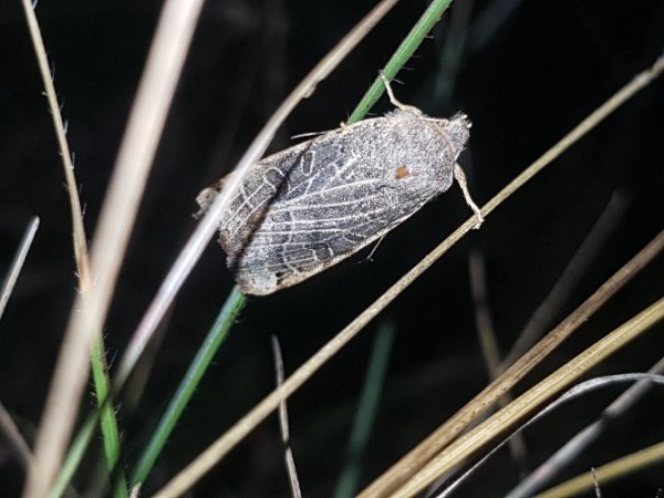 Agrochola lunosa  - Thomas Lux