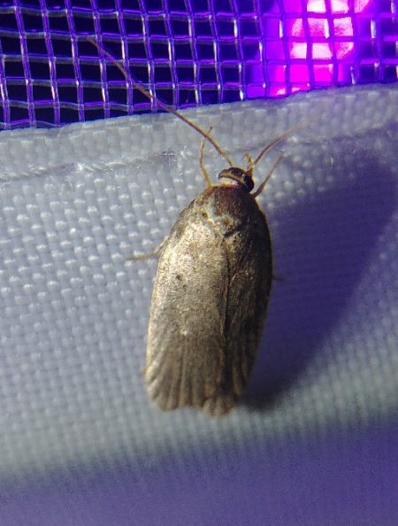 Agonopterix cnicella 