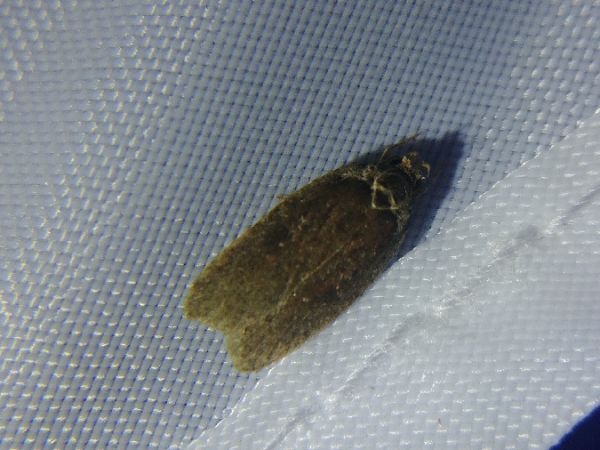 Agonopterix cnicella 