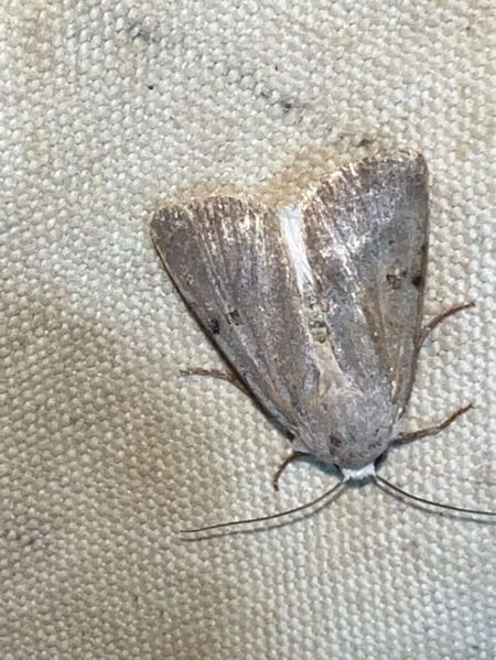 Chersotis margaritacea  - Melchior Viallet