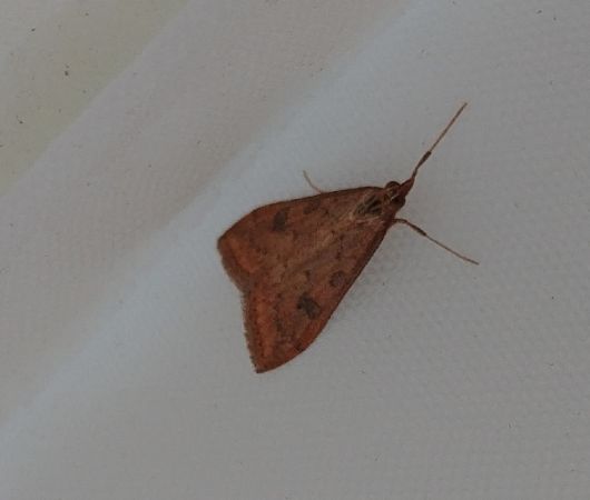 Udea ferrugalis 