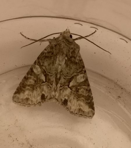 Dryobotodes roboris  - Françoise Rauzieres (TGB-SSNTG)