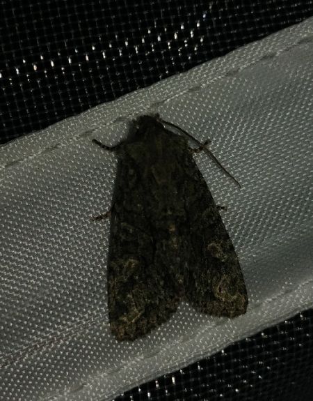 Dryobotodes eremita 