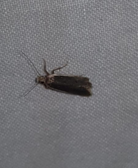 Nothris lemniscellus  - Thomas Lux