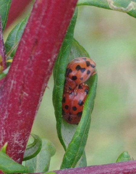 Coccinelle à 24 points 