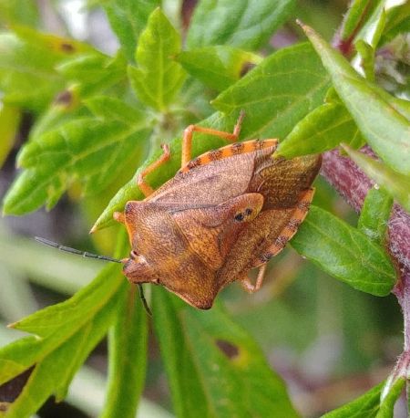 Carpocoris purpureipennis 