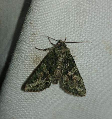 Dryobotodes eremita 