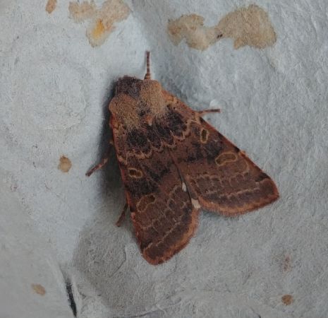 Agrochola lychnidis 