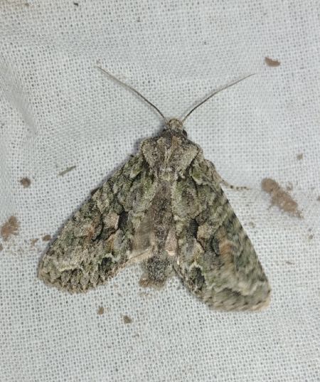 Dryobotodes eremita 