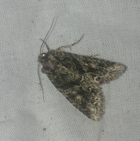 Dryobotodes eremita 