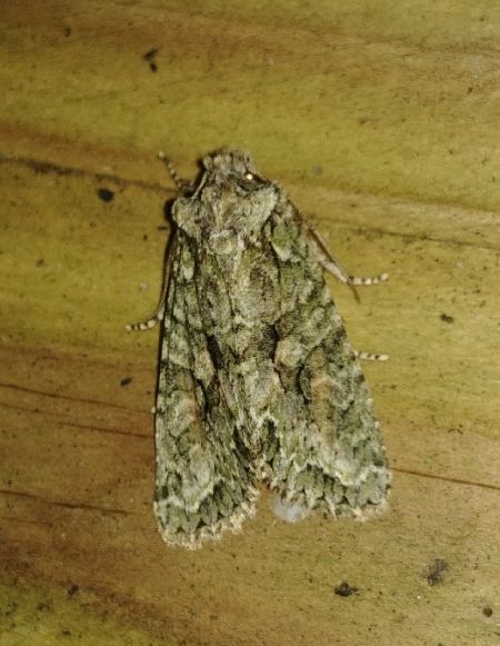 Dryobotodes eremita 