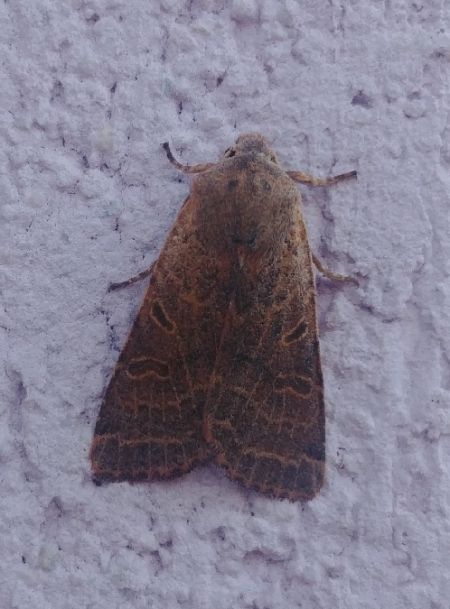 Agrochola lychnidis 