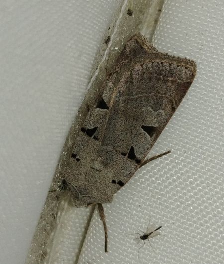 Eugnorisma glareosa 