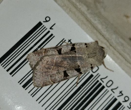 Eugnorisma glareosa 