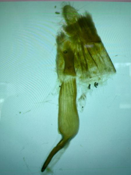 Charissa sp.  - Melchior Viallet