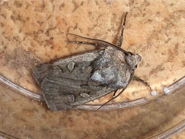Euxoa sp.  - Melchior Viallet
