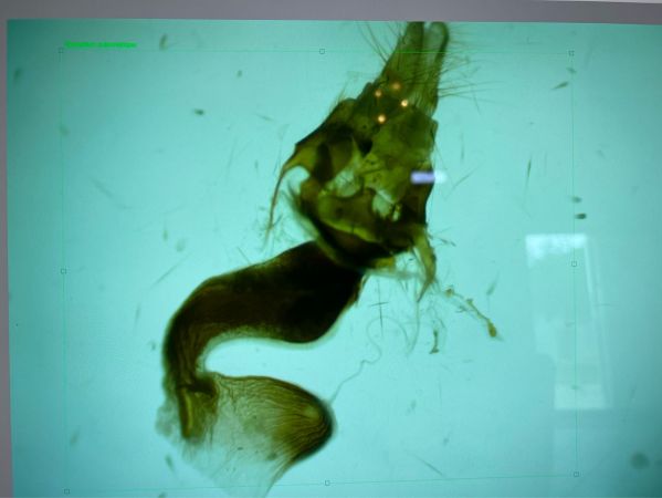 Trigonophora jodea  - Melchior Viallet