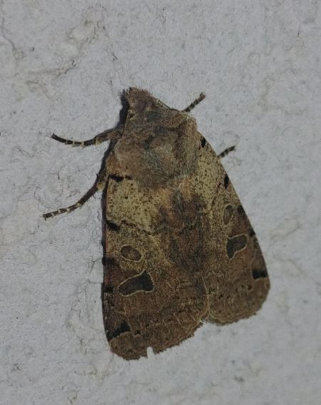 Agrochola litura 