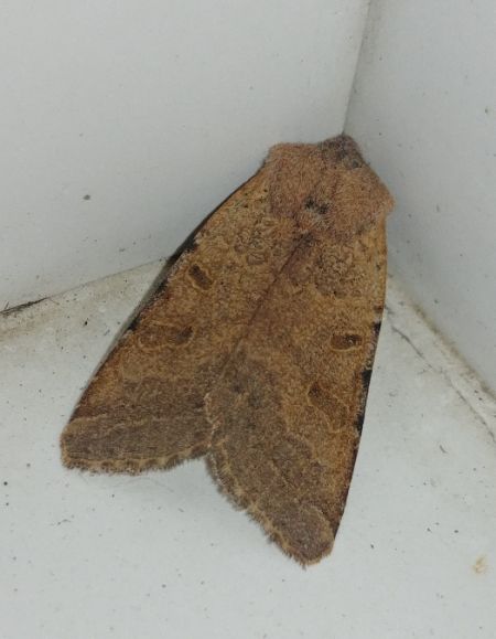 Agrochola lychnidis 