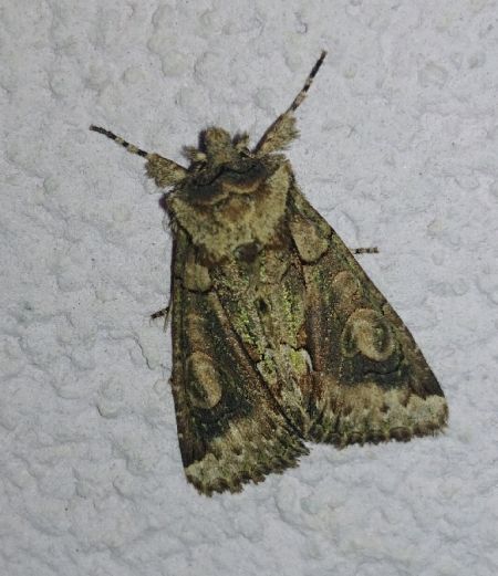 Allophyes oxyacanthae 
