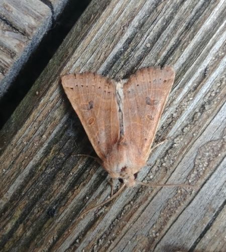 Agrochola lunosa 
