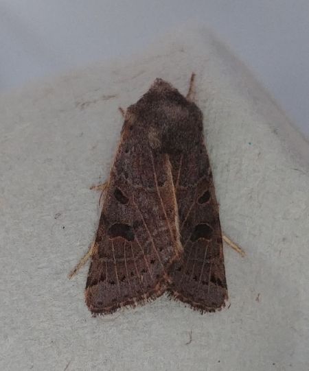 Agrochola lunosa 