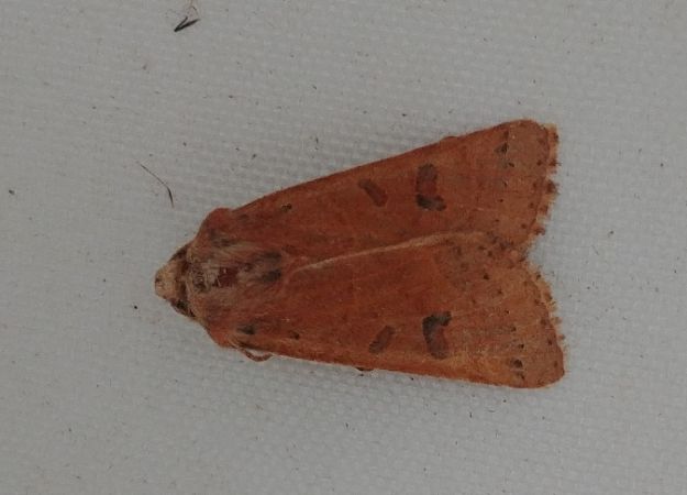 Agrochola lunosa 