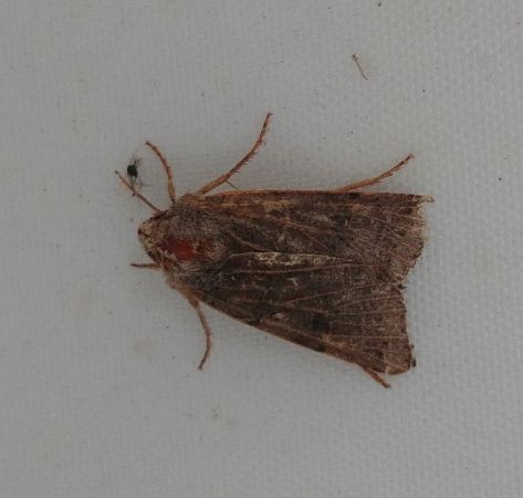 Agrochola lunosa 