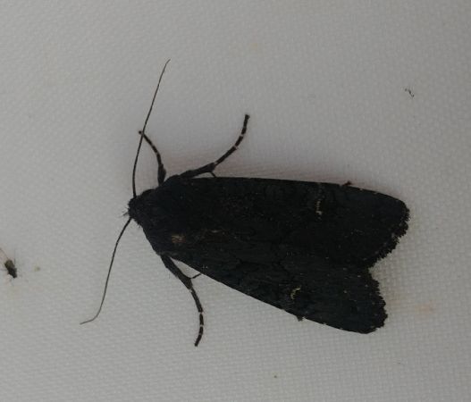 Noctuelle anthracite 