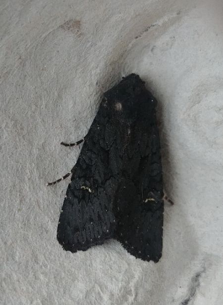 Aporophyla nigra 