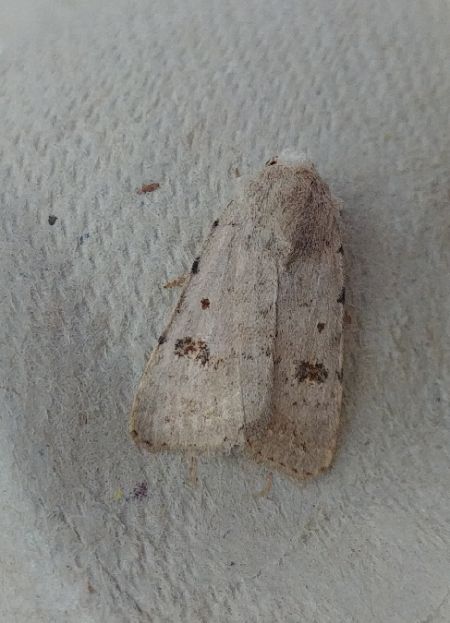 Caradrina kadenii 