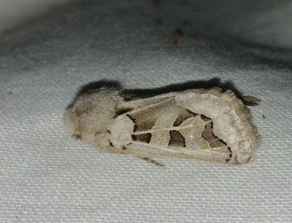Episema glaucina 