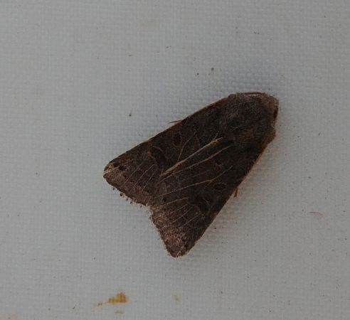 Agrochola lunosa 