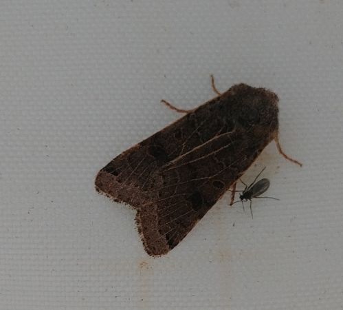 Agrochola lunosa 
