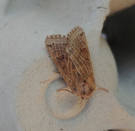 Agrochola lunosa 