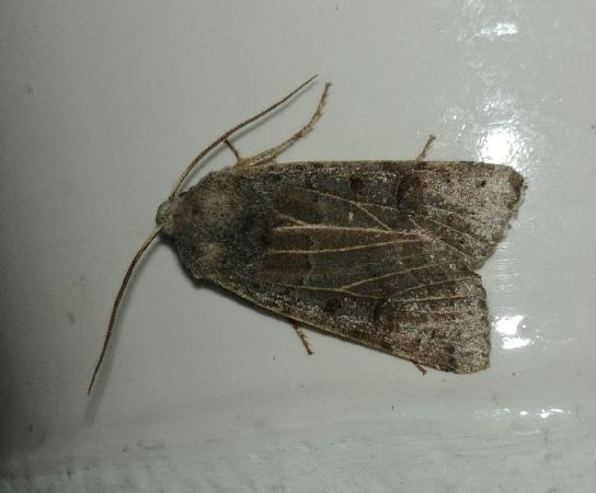 Agrochola lunosa 