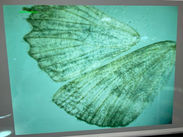 Charissa sp.  - Melchior Viallet