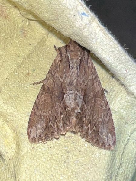 Apamea monoglypha  - Melchior Viallet