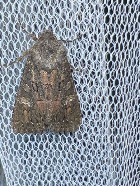 Trigonophora haasi  - Melchior Viallet