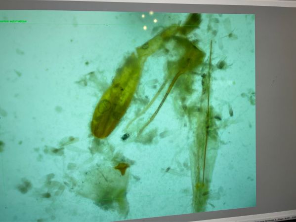 Teleiopsis diffinis  - Melchior Viallet
