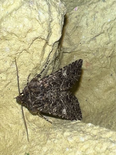 Apamea furva  - Melchior Viallet