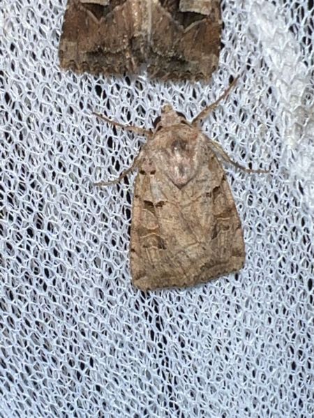 Eugnorisma depuncta  - Melchior Viallet