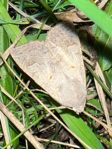 Ammoconia caecimacula  - Melchior Viallet