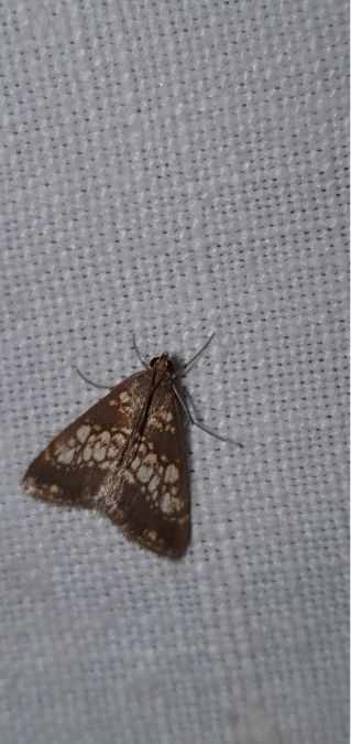 Evergestis politalis  - Melchior Viallet