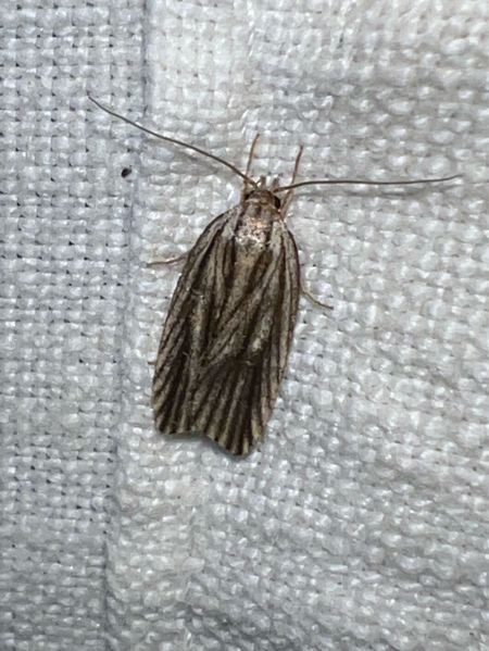 Agonopterix umbellana  - Melchior Viallet