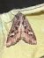 Trigonophora jodea  - Melchior Viallet
