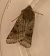 Agrochola lunosa  - Françoise Rauzieres (TGB-SSNTG)