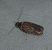 Agonopterix cnicella  - Thomas Lux
