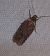 Agonopterix cnicella  - Thomas Lux
